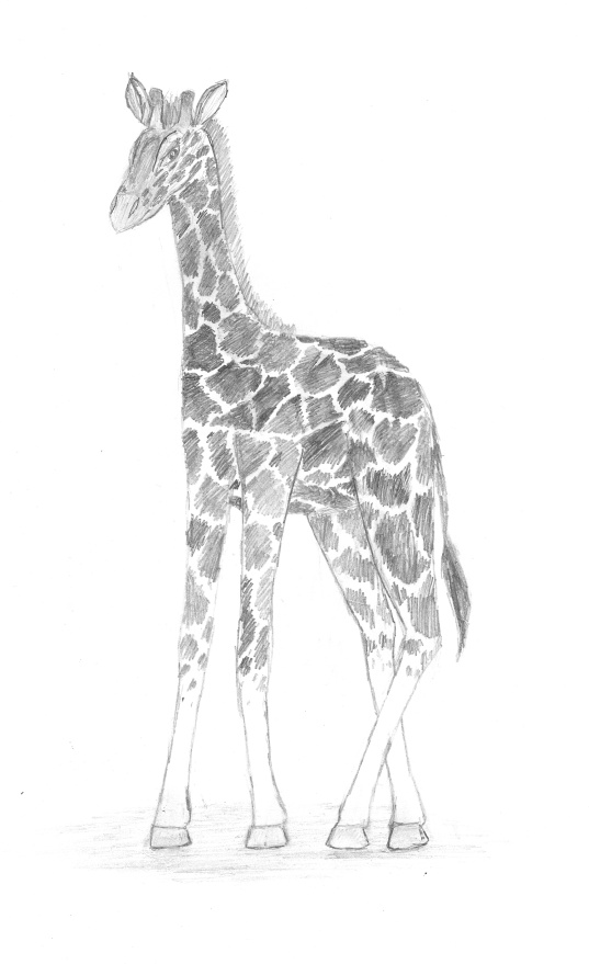 Giraffe Knöpfchen