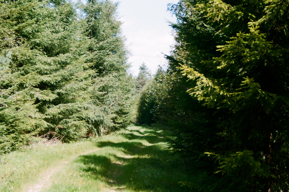 Waldweg