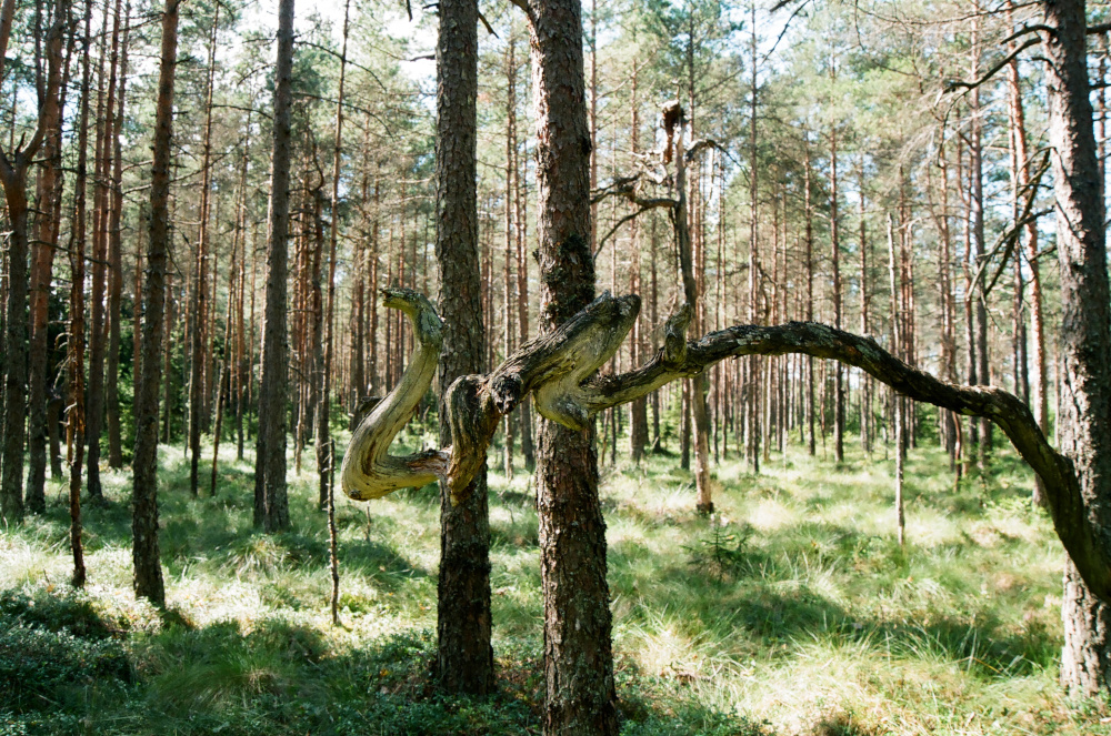 Forest-snake