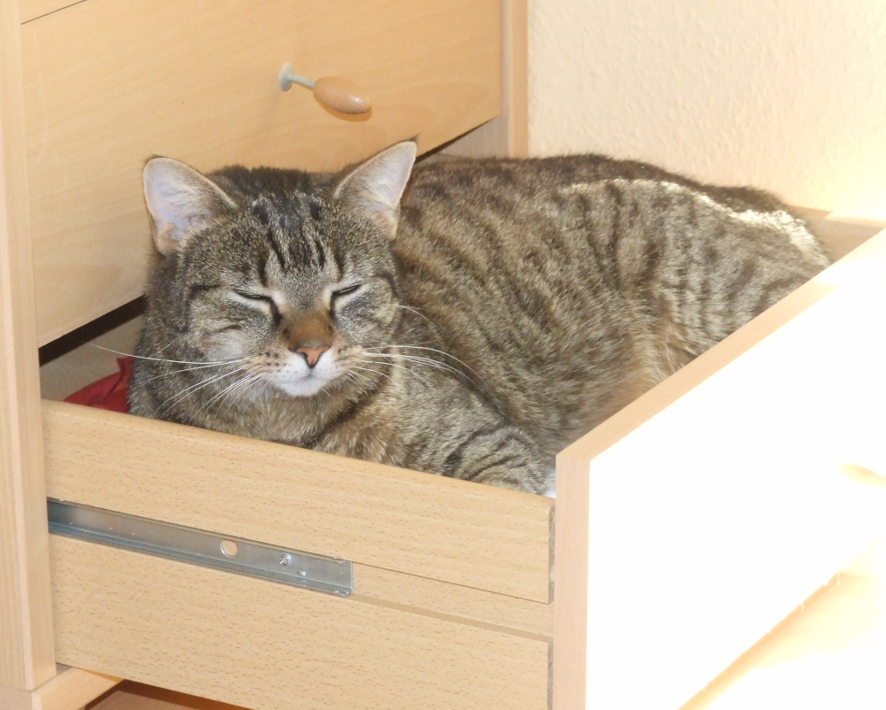Katzen-Schlaf-Kasten