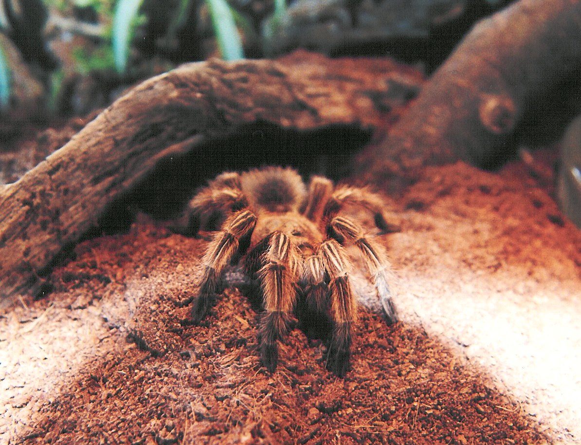 Grammostola rosea