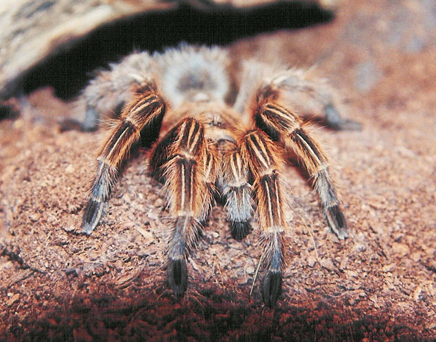 Grammostola rosea