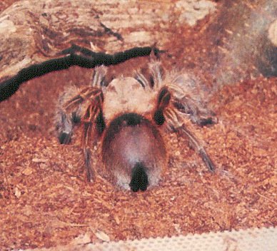 Grammostola rosea