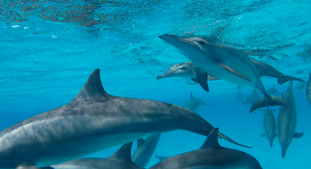 Rotes Meer - Delfine