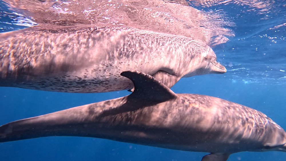 Rotes Meer - Delfine