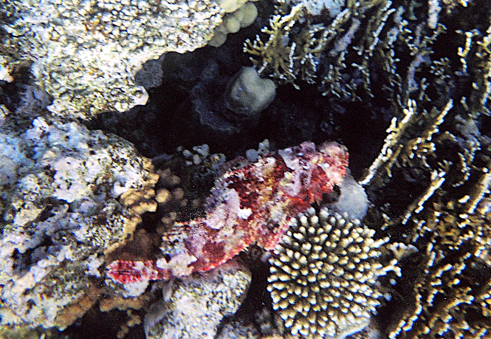 Rotes Meer - Fransen-Drachenkopf