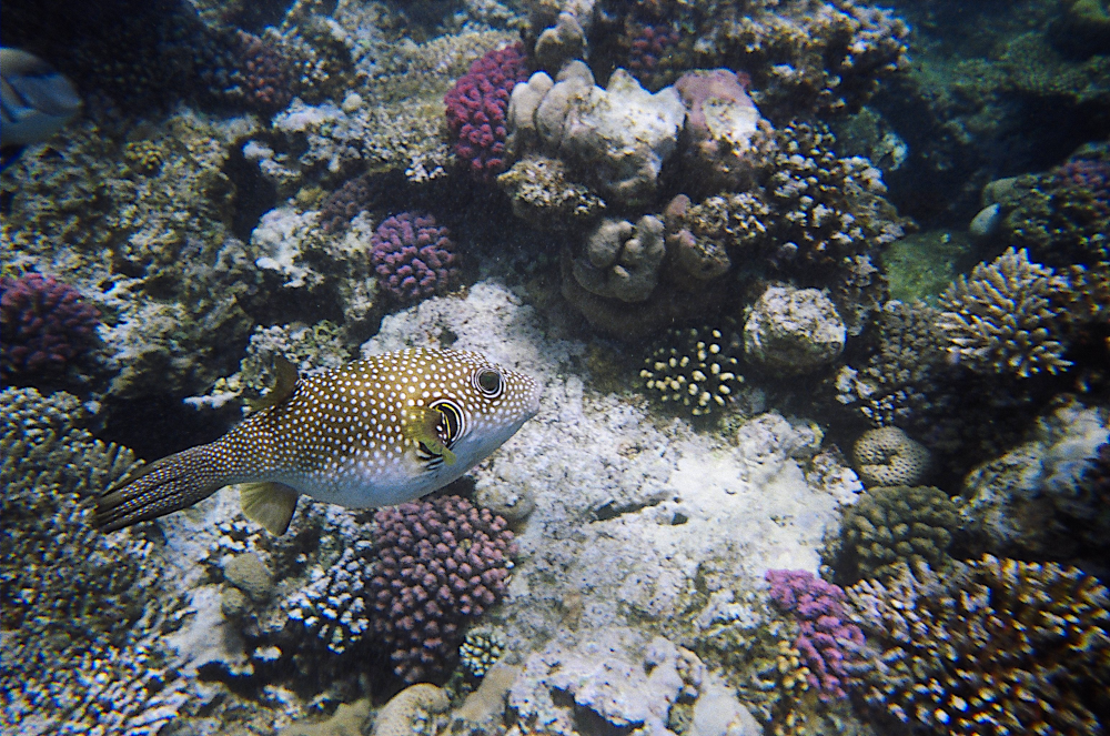 Rotes Meer - Kugelfisch