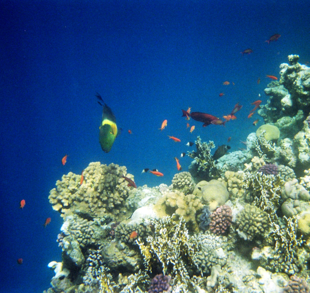 Rotes Meer - Tauchen am Riff - Das Paradies