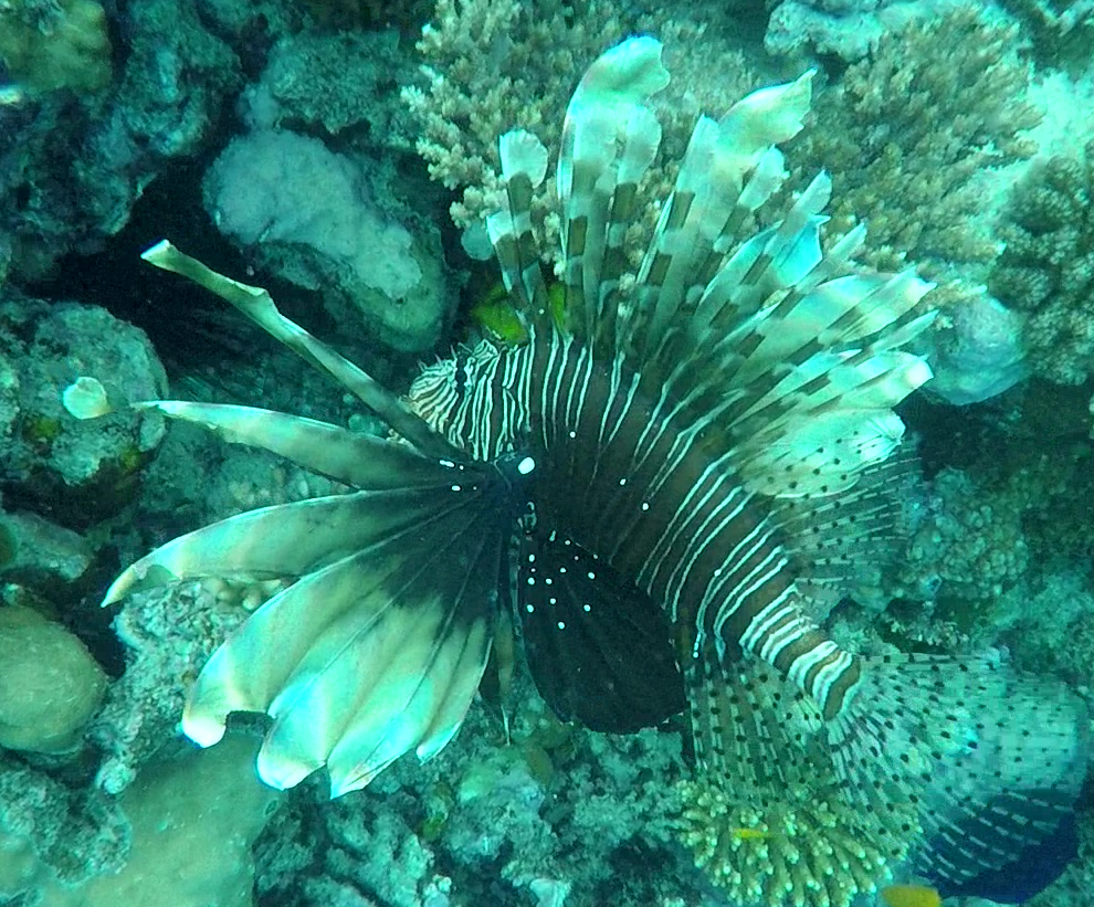 Rotes Meer - Feuerfisch