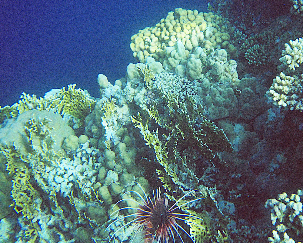 Rotes Meer - Strahlenfeuerfisch