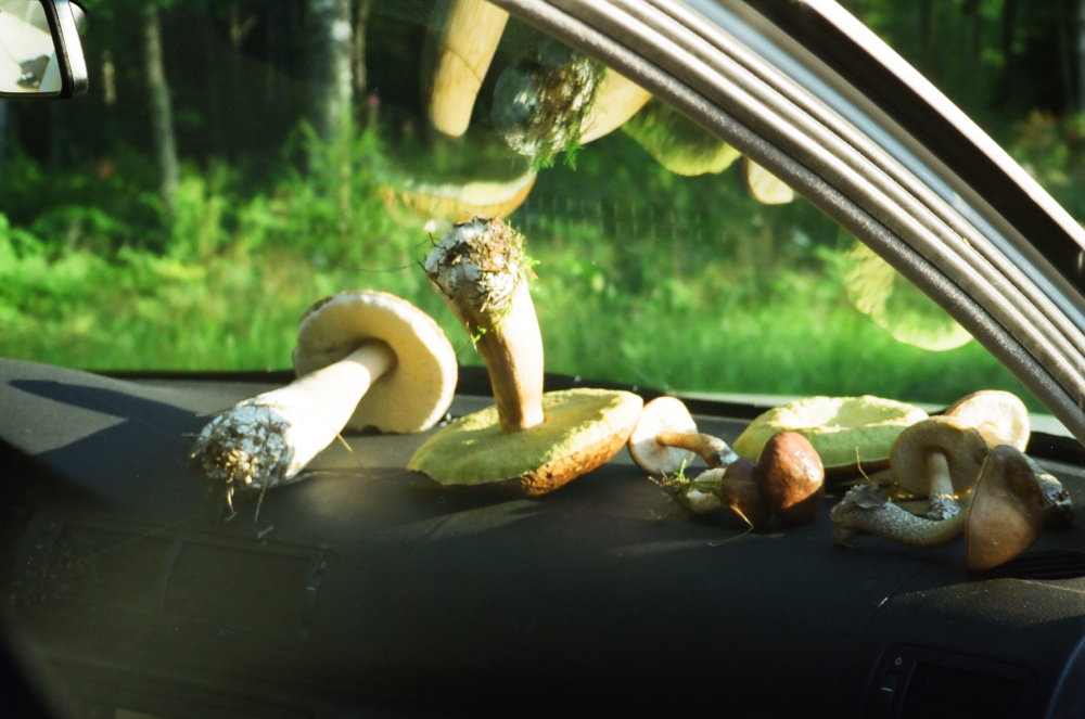 Pilze sammeln beim Auto fahren
