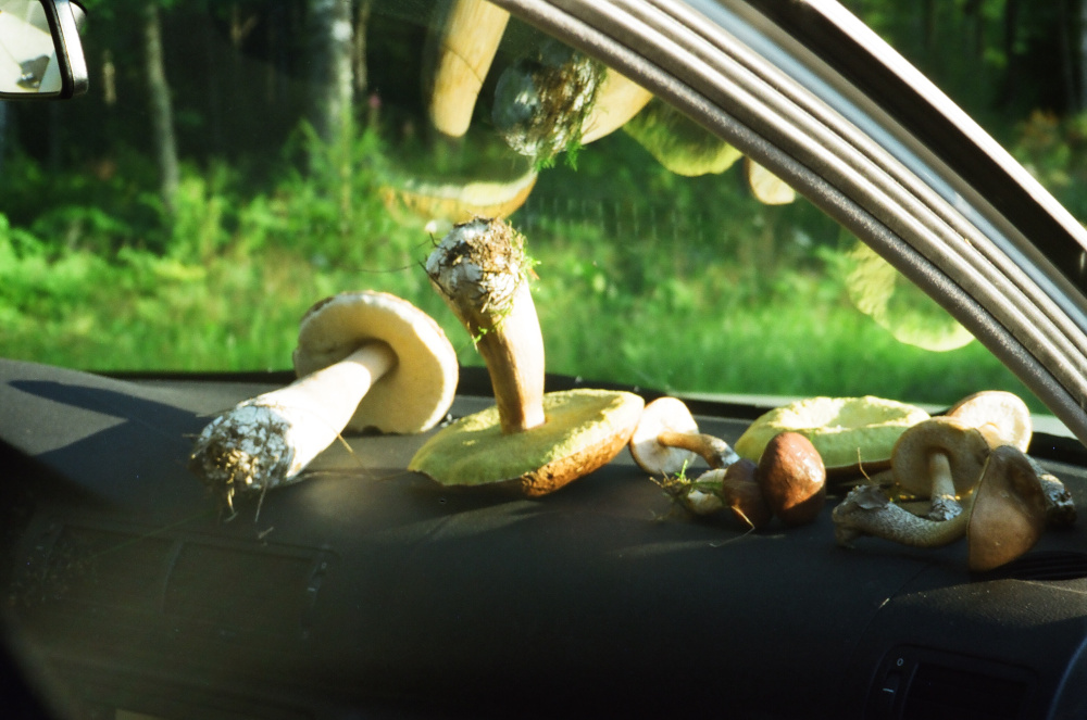 Mushrooms collect at the car drives