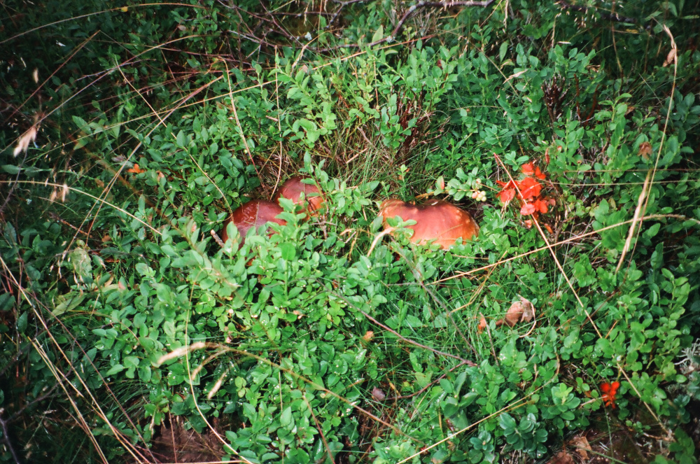 boletus