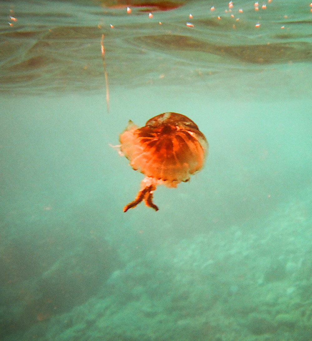 Fire jellyfish