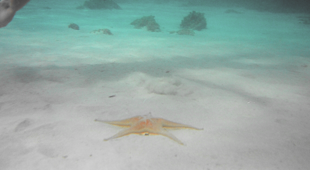 Starfish