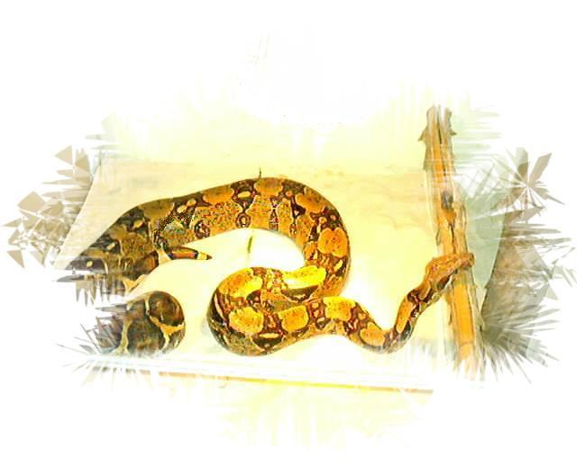 Boa constrictor imperator