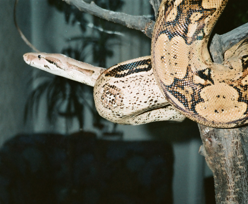 Boa constrictor imperator